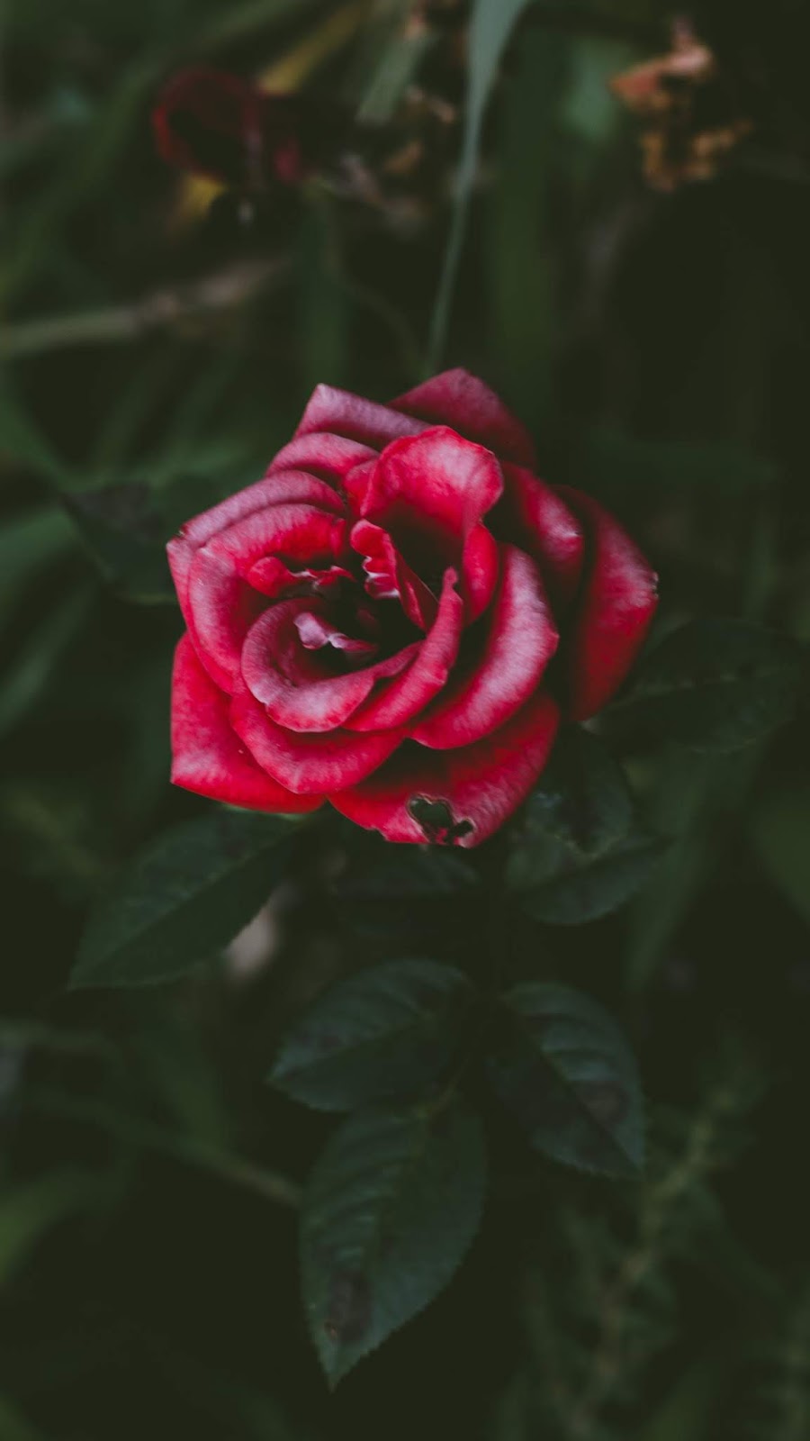 900x1600  Red rose wallpaper phone