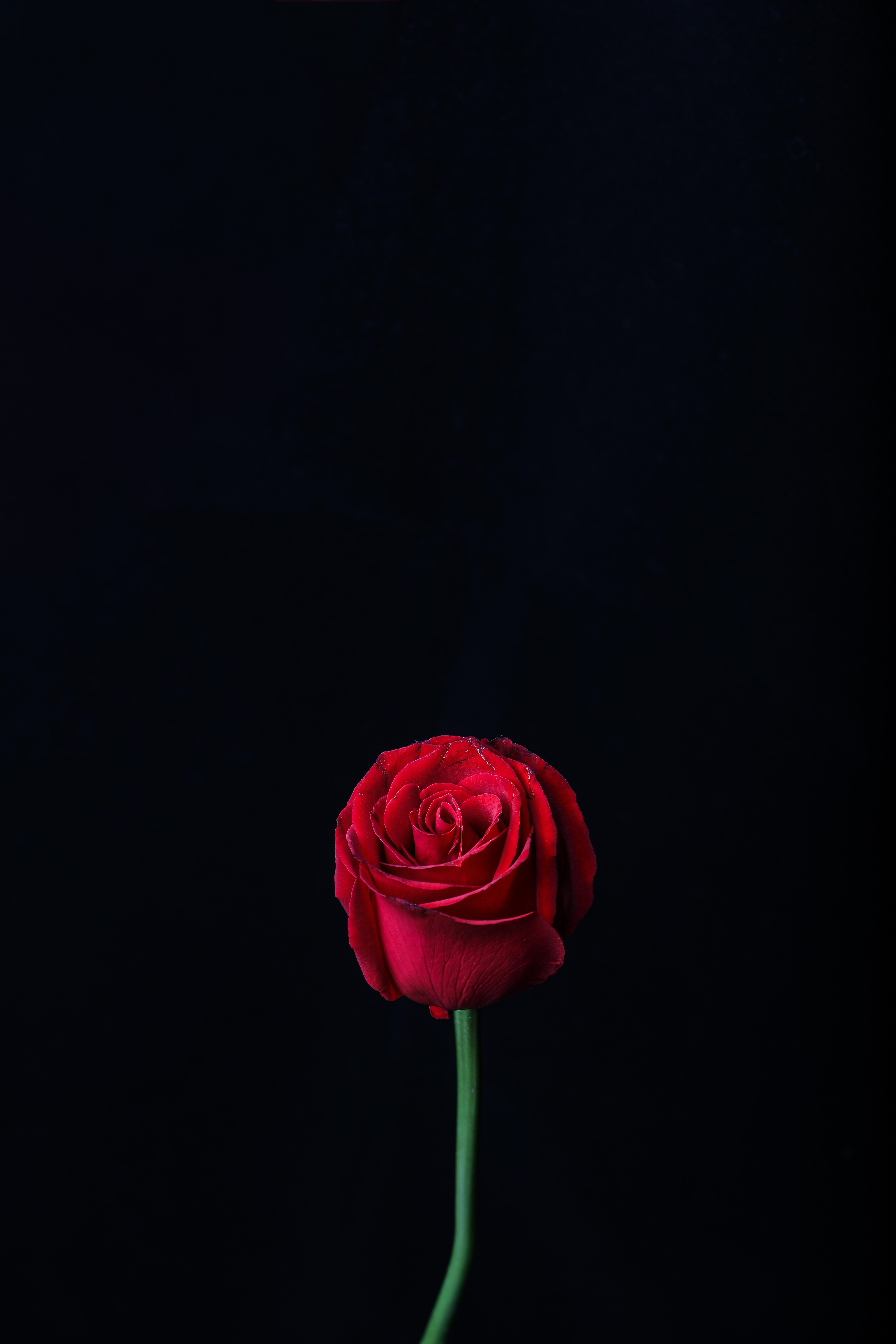 5792x8688  Rose Обои: Скачать бесплатно HD [500+ HQ] | Unsplash