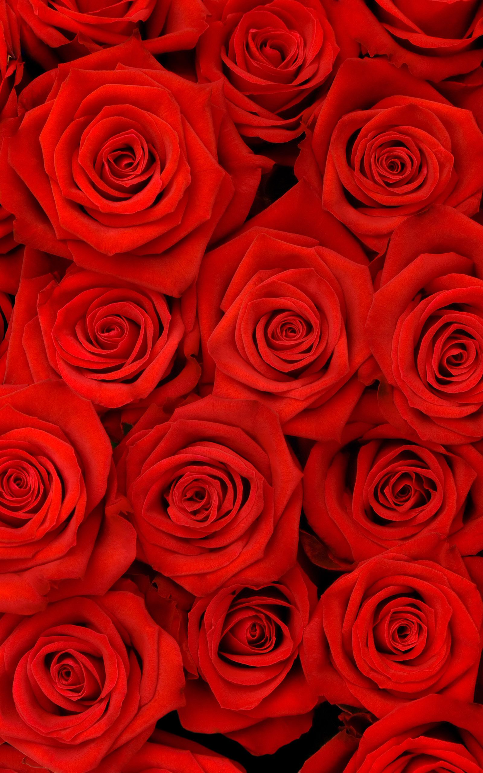 1600x2560  Red Roses Wallpaper Phone - 1600x2560 Wallpaper - teahub.io 