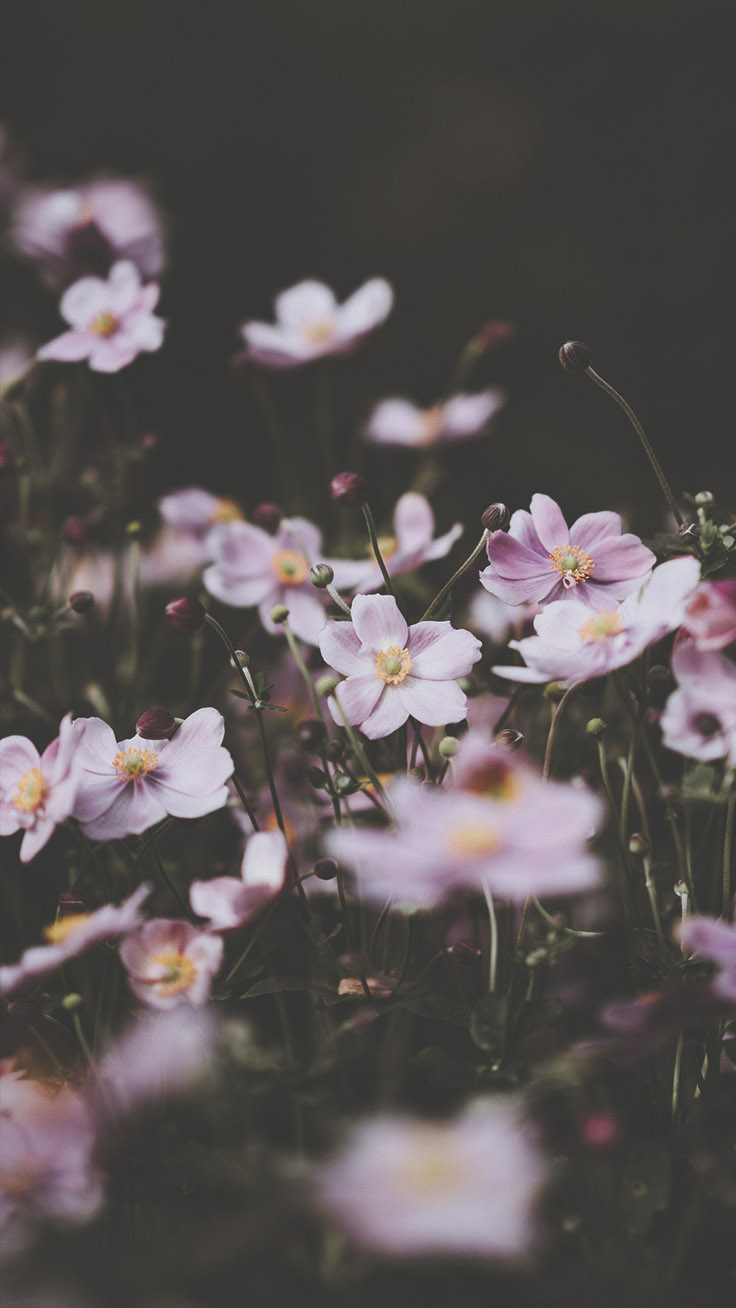 736x1308   Празднует лето с 21 полевым цветком iPhone Обои | Preppy Wallpapers