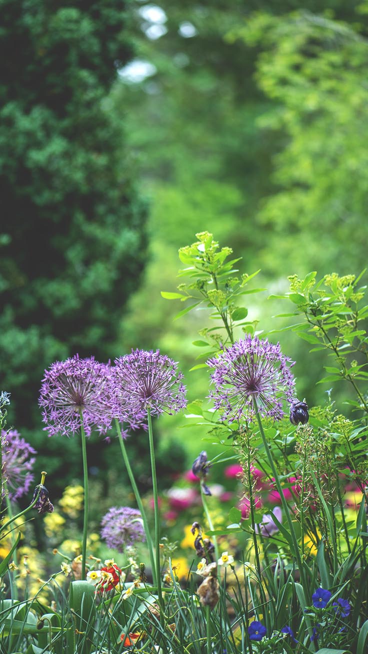 736x1308   Празднование лета с 21 полевым цветком iPhone обои | Preppy Wallpapers