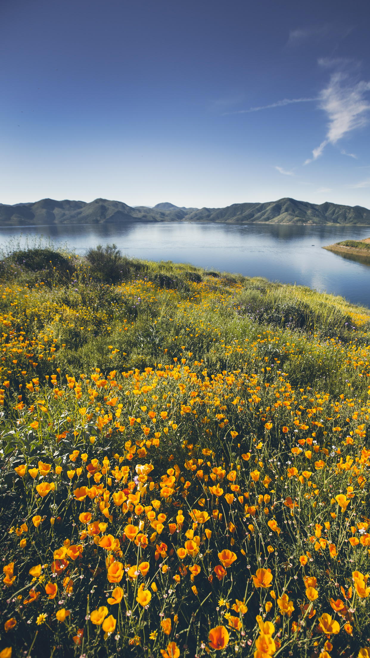 1242x2208   Горы Полевые цветы Обои - Обои Пещера