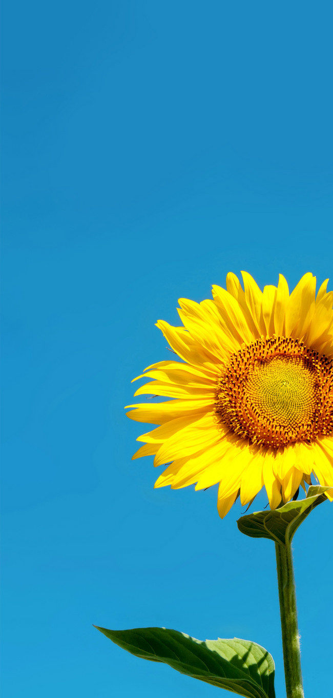 650x1361  Sunflower Mobile Phone Wallpaper фоновые изображения скачать бесплатно-400295550 -Lovepik.com 