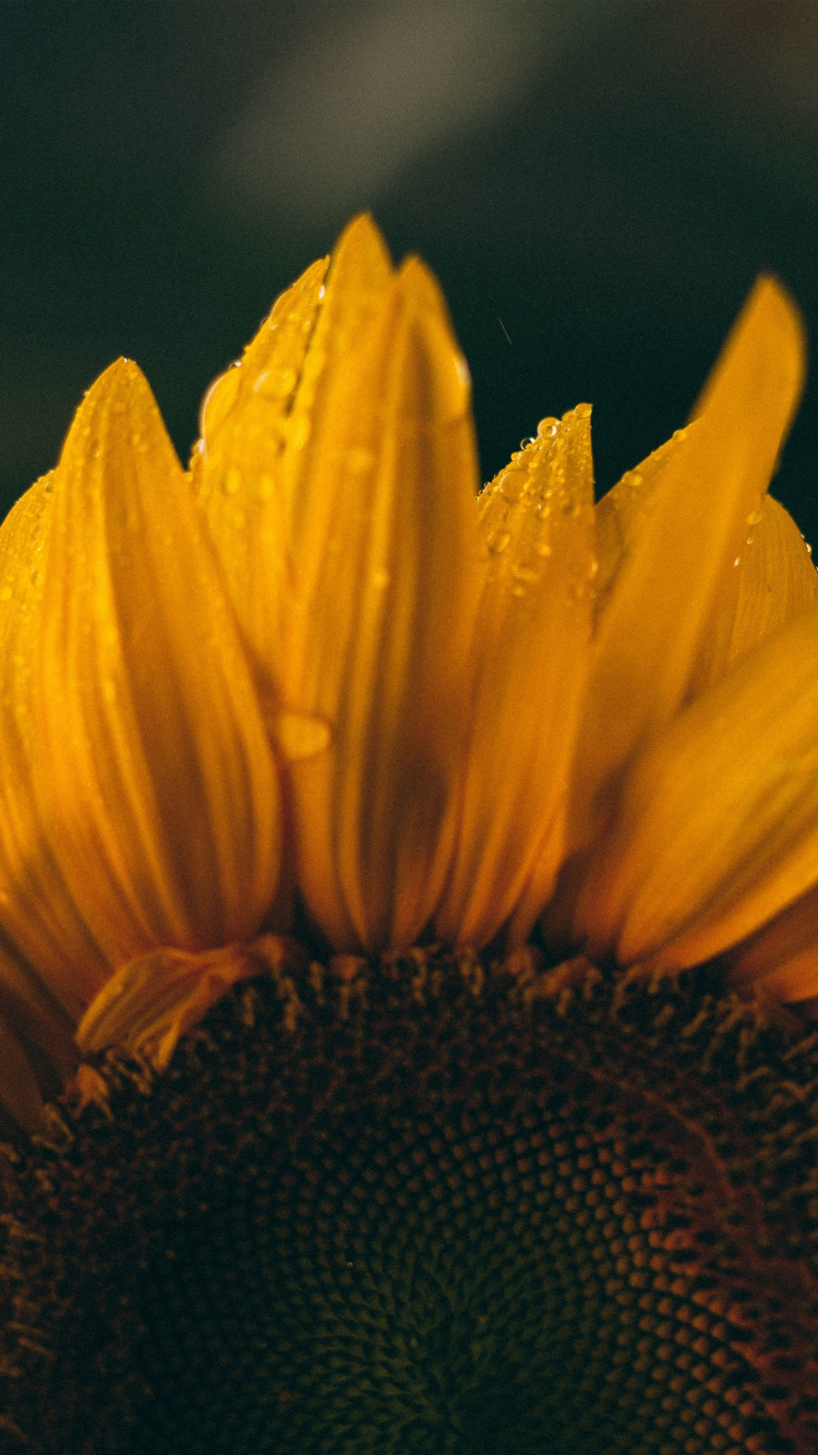 750x1334  Close Updals Sunflower Wallpaper Фон для телефона Подсолнух (# 238856) - HD обои и фоны Download
