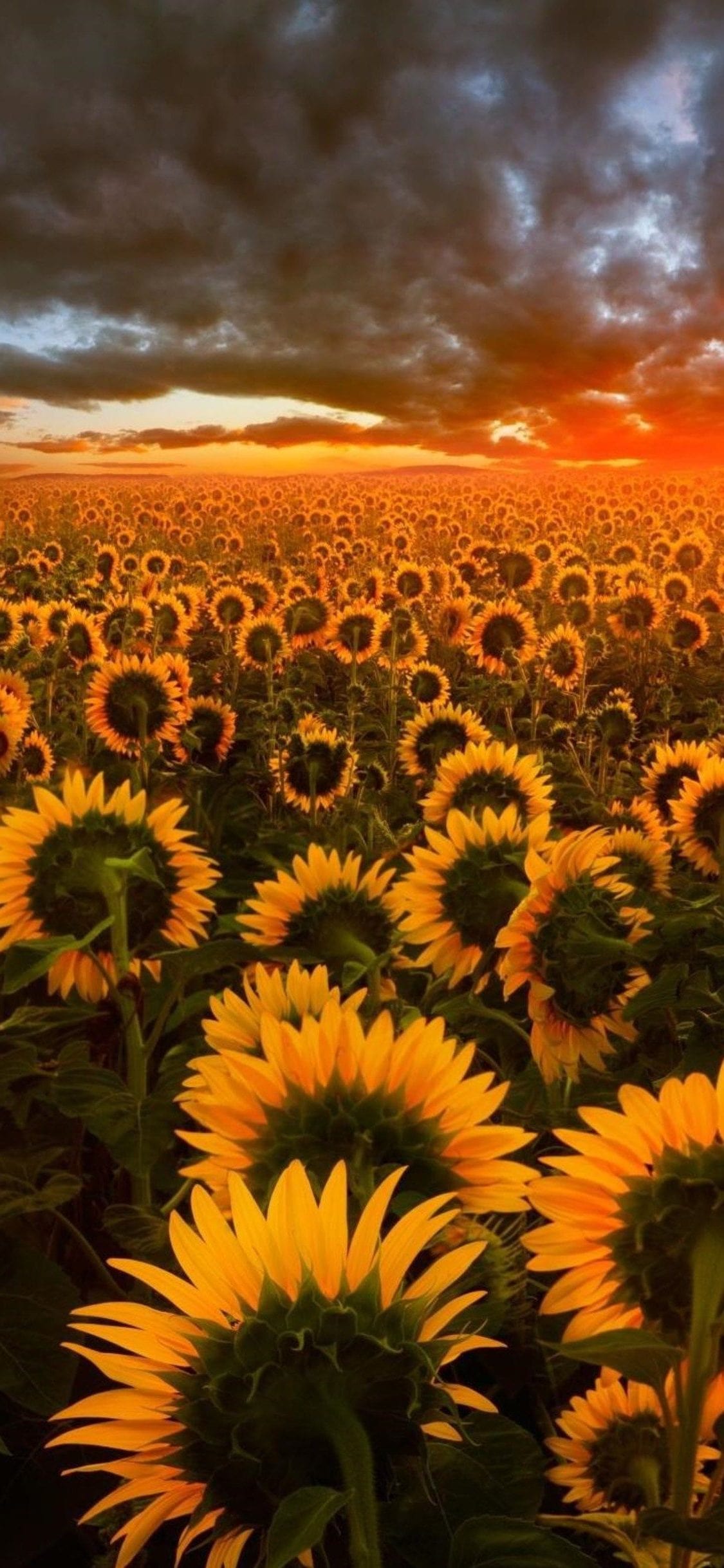 1125x2436  Sunflowers Wallpaper - EnJpg