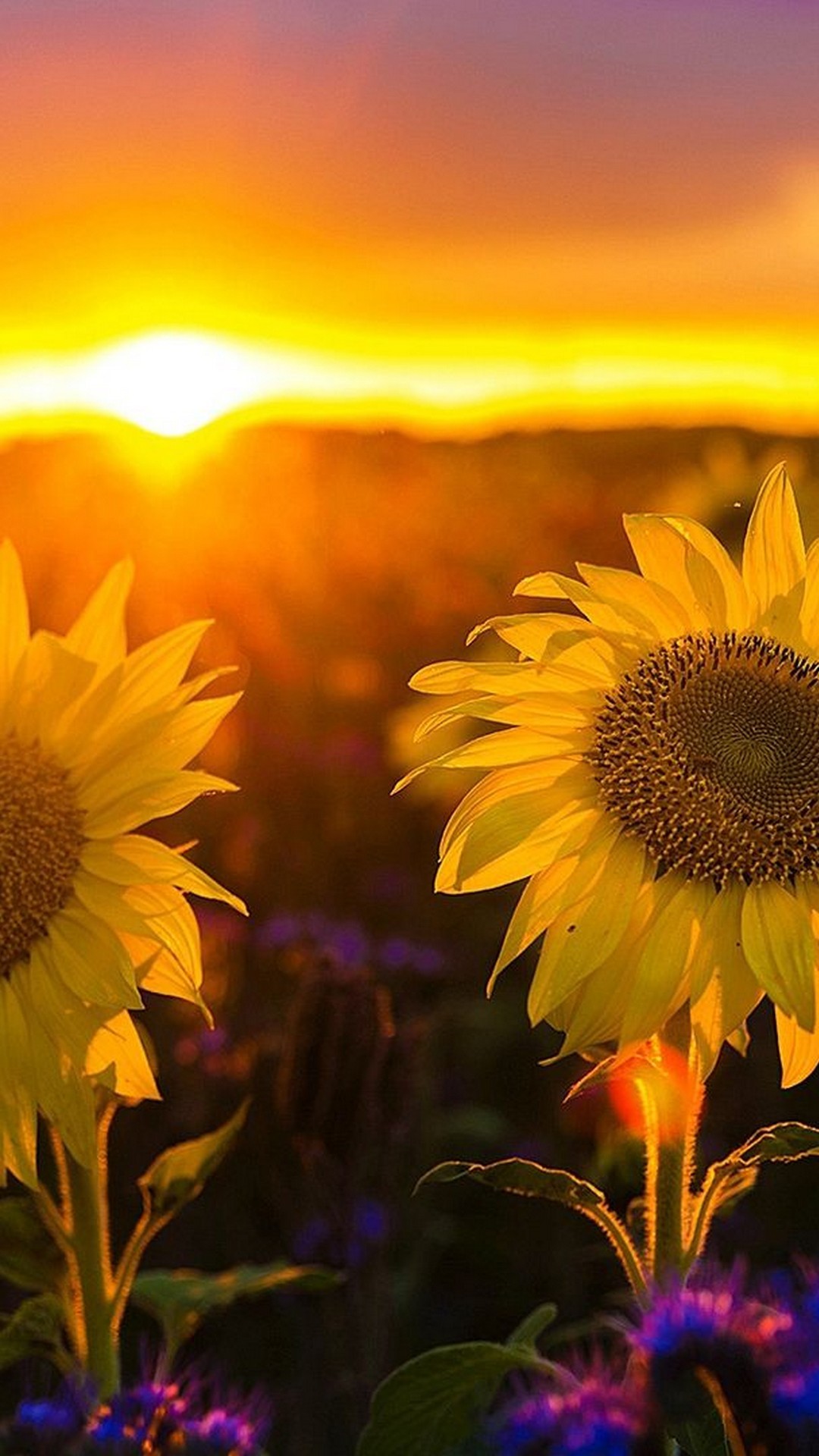 1080x1920  Sunflower обои для телефона прекрасные обои для Android закат 2020 обои для Android | Home Line Ideas