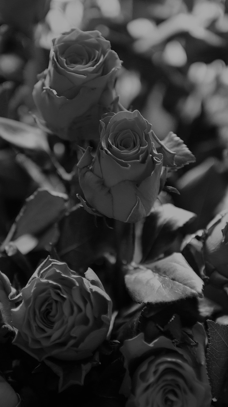 750x1334  Phone Black Rose Wallpaper Hd - 750x1334 Обои - teahub.io 