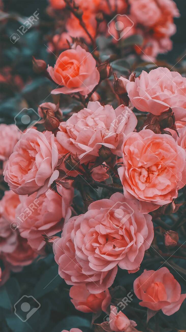 731x1300  Be still my ❤ | Iphone wallpaper vintage Rose wallpaper Цветочные обои для телефона 