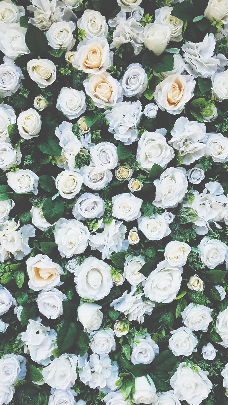 736x1308  HD Vintage Roses Wallpaper для Андроид - скачать APK