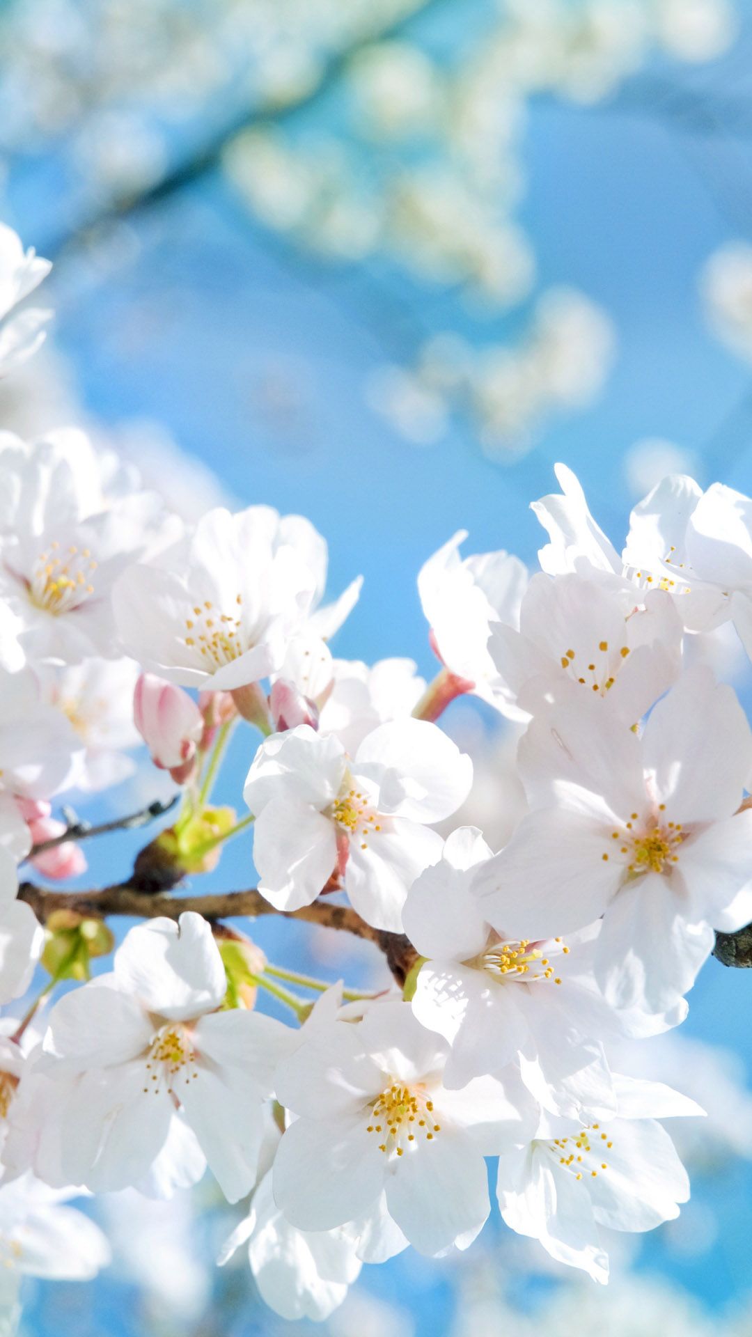 1080x1920  colorful #iphone #wallpaper #apple #spring #pupa #red #pink #blue #yellow #green # flower… | Fondos de pantalla de primavera Papel pintado flores Sakura wallpaper