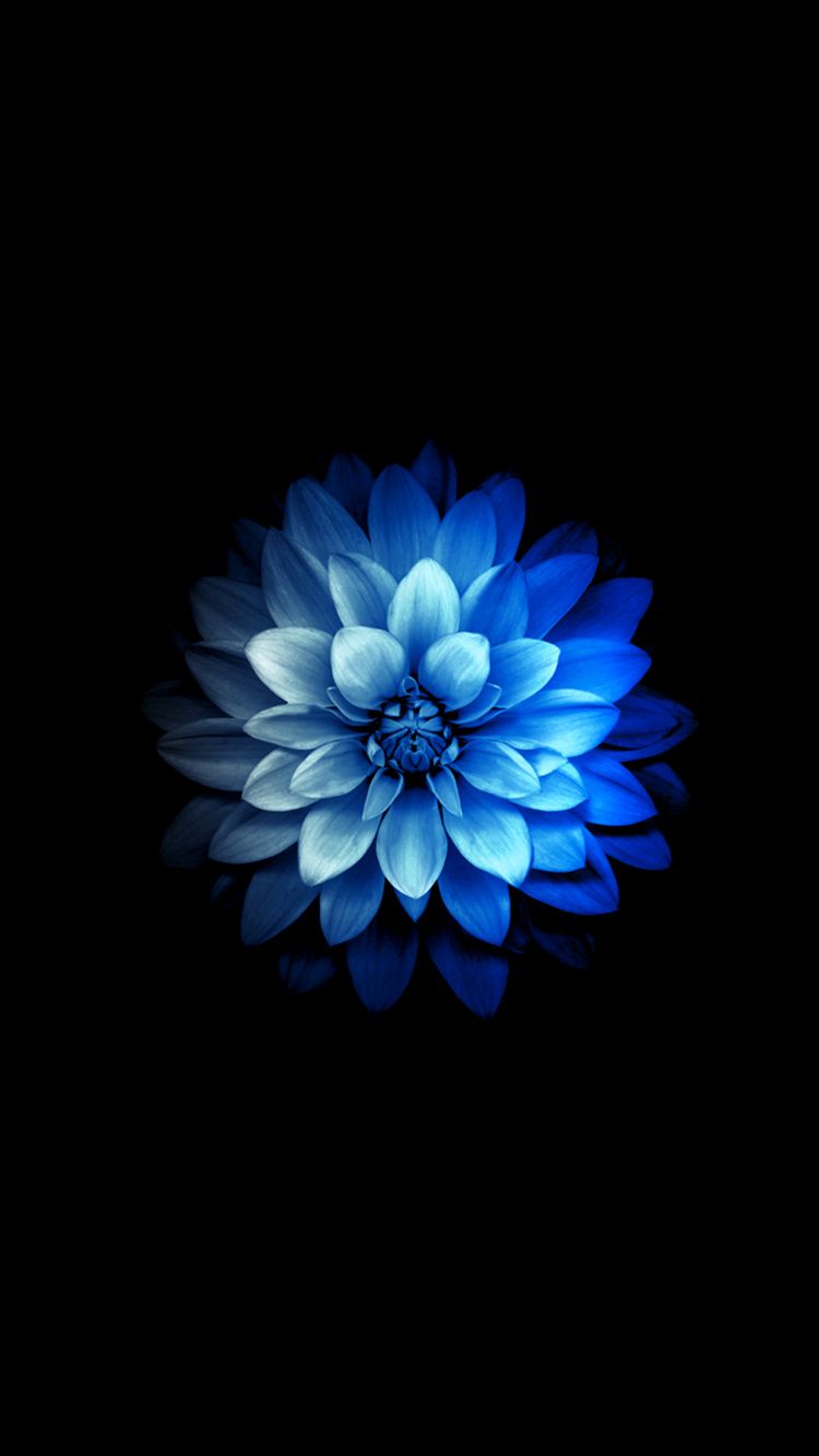 750x1334  Flower iPhone Wallpapers - Лучшие бесплатные цветочные фоны для iPhone - WallpaperAccess