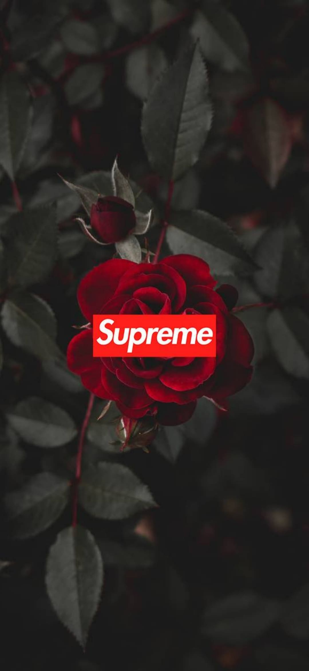 1080x2340 »70+ обоев Supreme в 4K - AllHDWallpapers | Supreme обои 