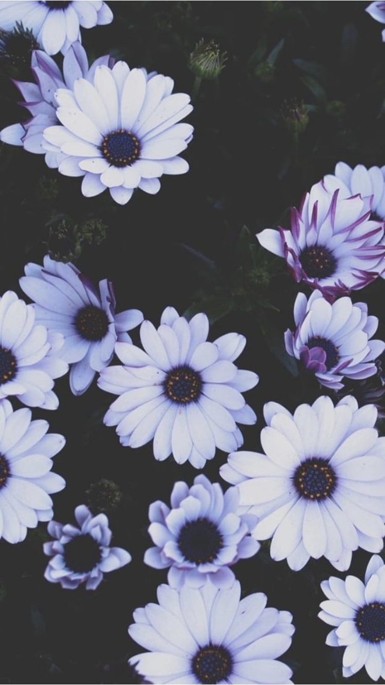 750x1334  Pin, автор - Малхасян Мане на обоях | Цветочные обои для телефона Обои для рабочего стола Красные розы Фотографии природы