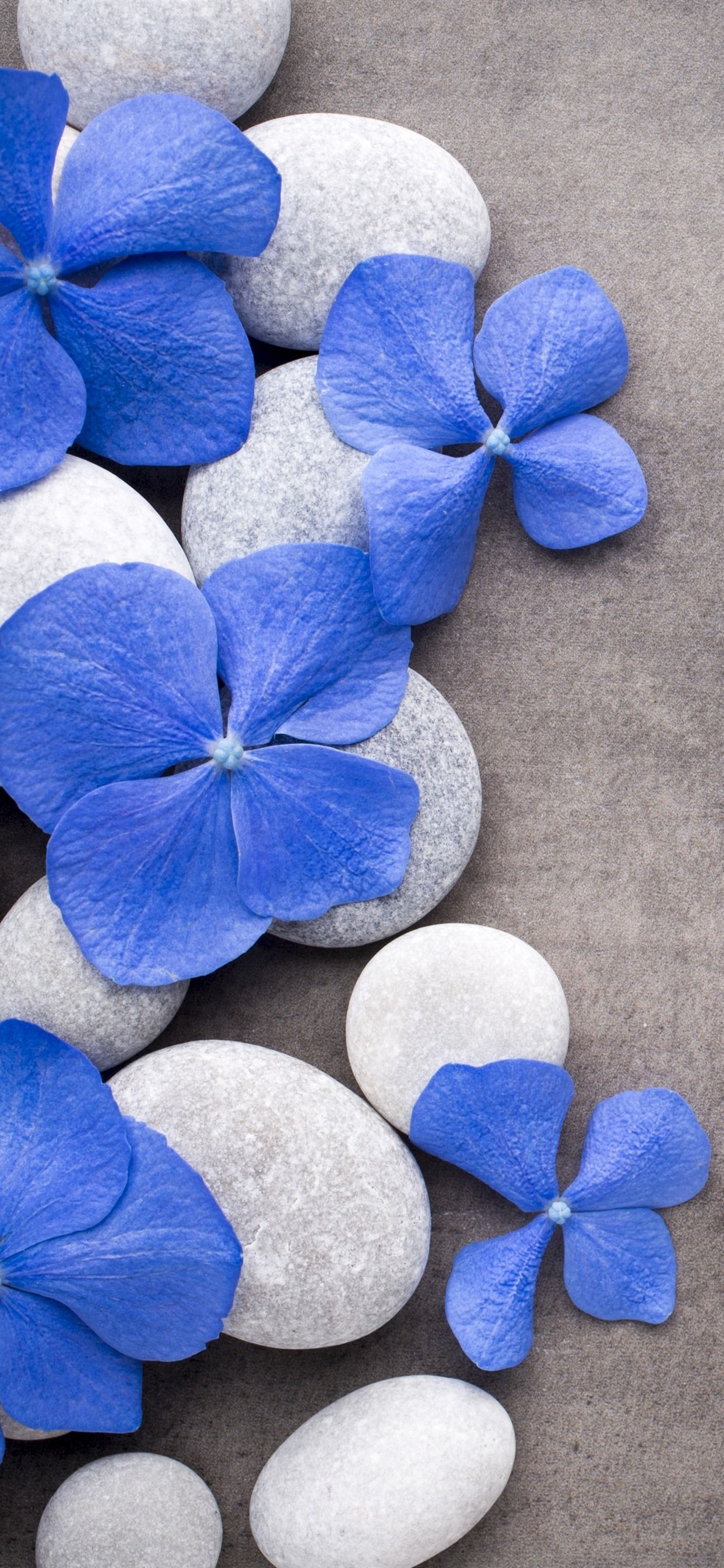 1242x2688  Blue Flower iPhone Wallpapers - Лучшие бесплатные фоны для iPhone с синим цветком - WallpaperAccess 