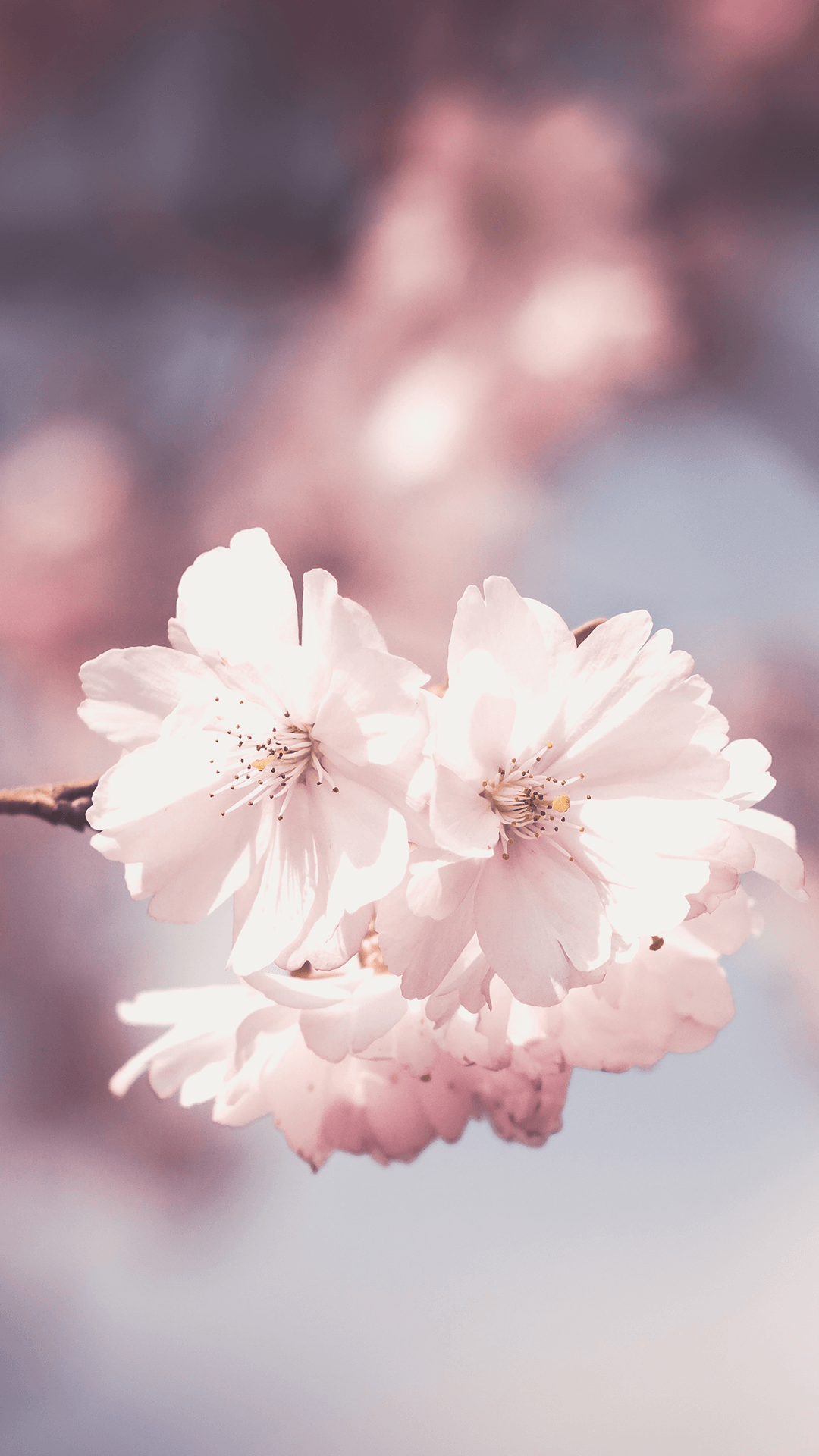 Cherry Blossoms песня