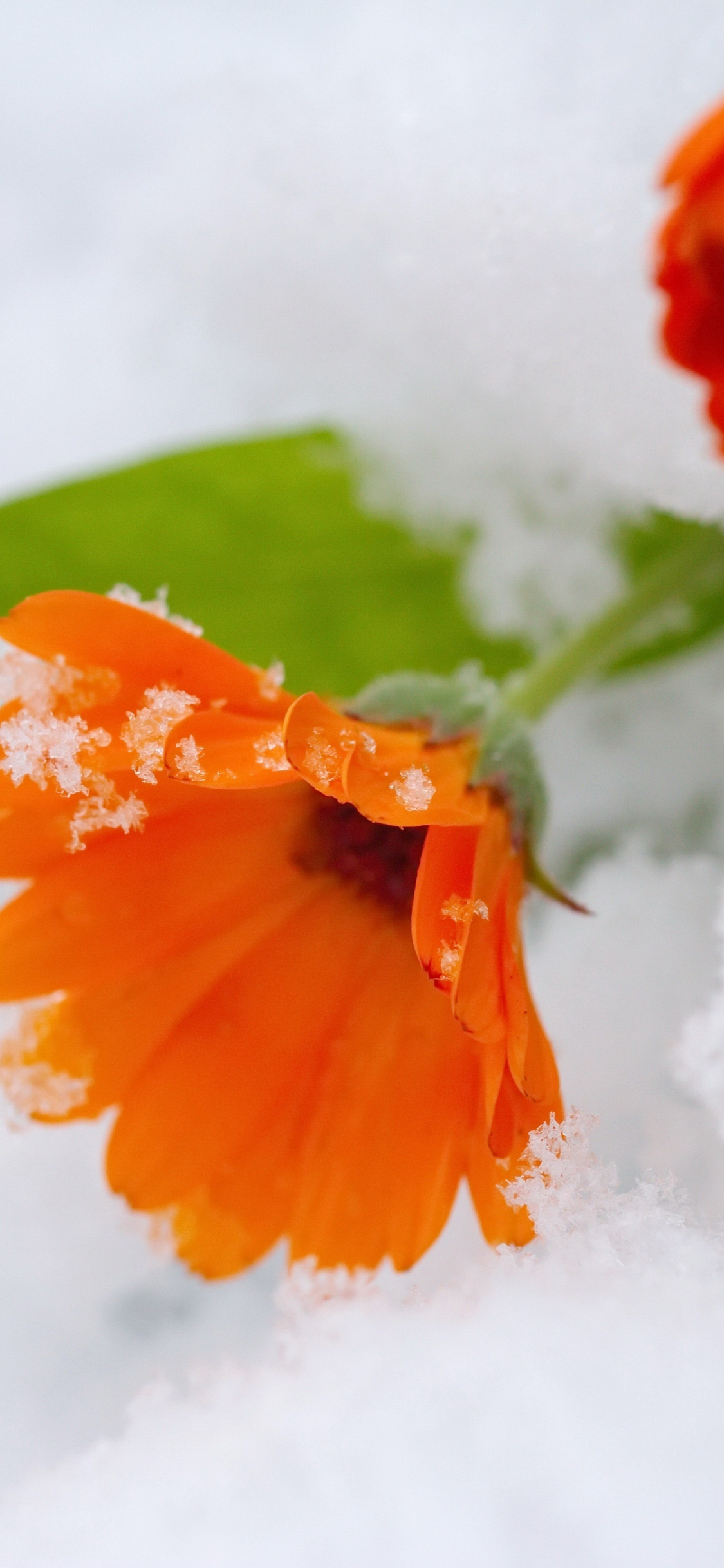 1125x2436  Download 1125x2436 wallpaper orange daisy flowers snow iphone x 1125x2436 hd image background 1951