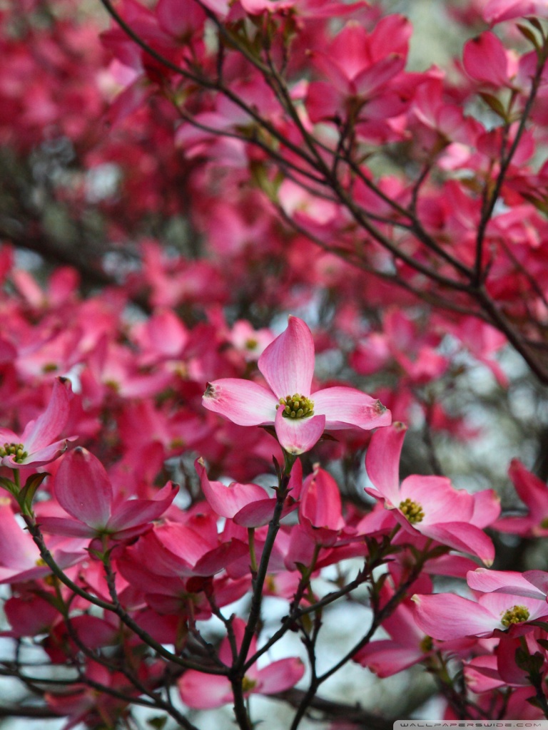 Pink Dogwood Tree Spring Bloom Ultra HD Обои для рабочего стола для: Multi Display Dual Monitor 