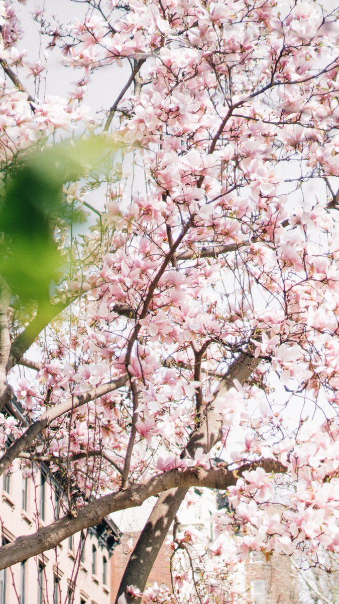 675x1200   ??? (@KatieRShay) | Кизил Цветы для вас Обои для телефона 