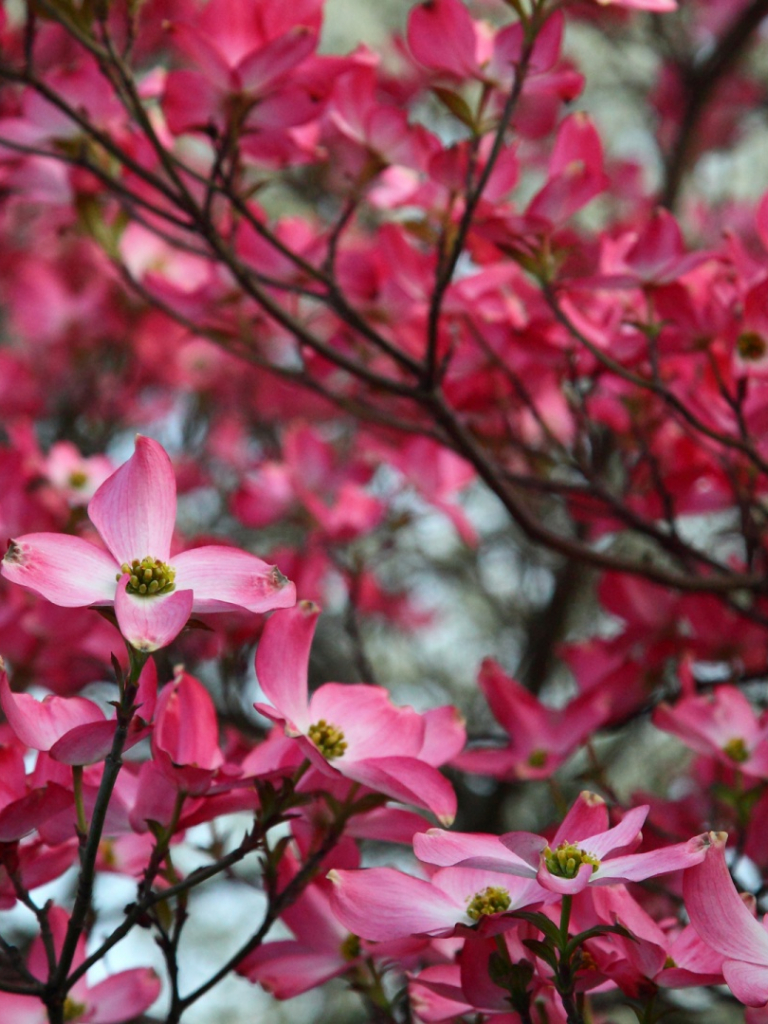 768x1024   Скачать бесплатно обои Pink Dogwood Tree 984309 [1920x1080] для рабочего стола Мобильный \ u0026 Tablet | Исследуйте 66+ обоев с розовыми деревьями | Pink Christmas Tree Wallpape