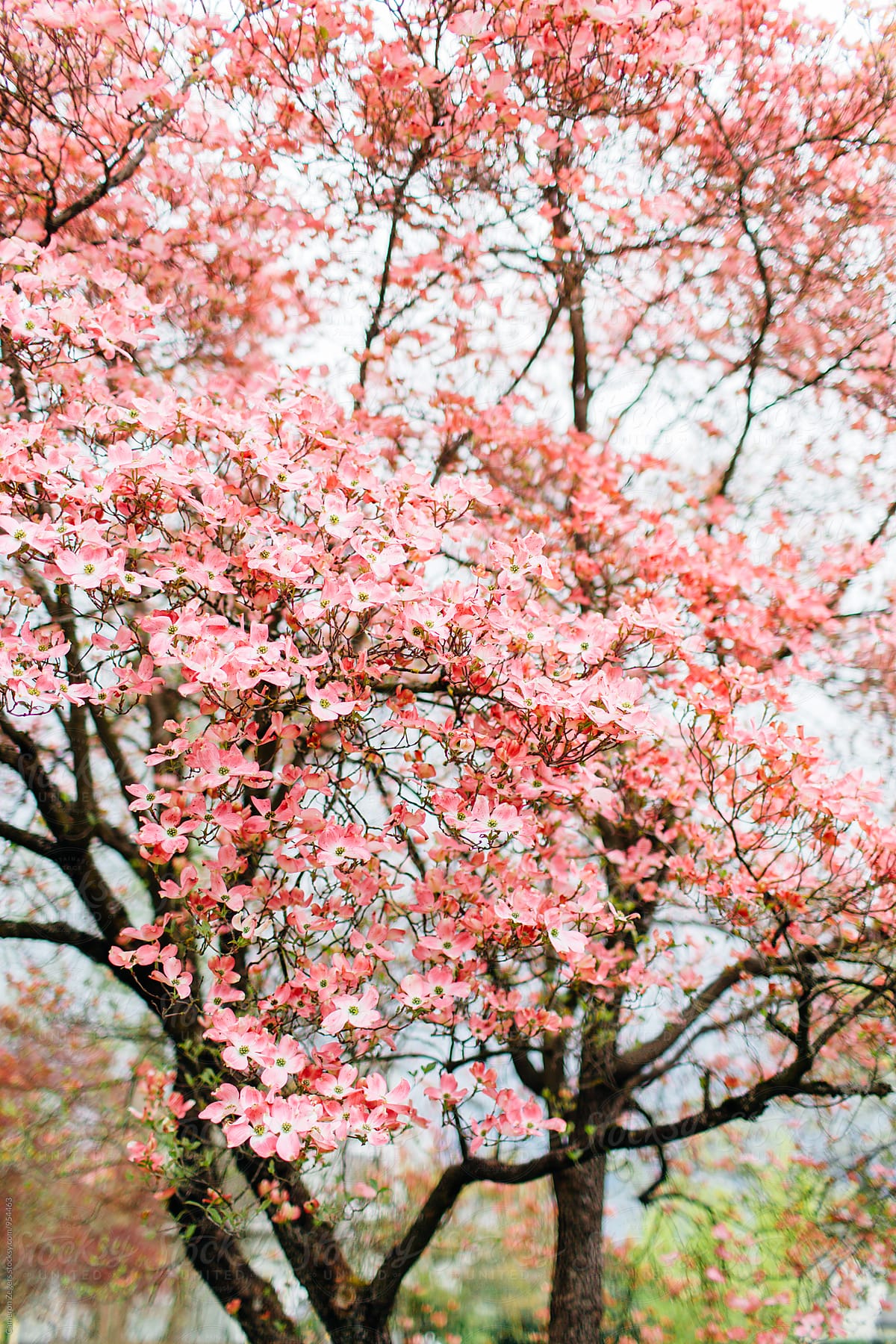 1200x1800   розовое дерево кизила от Кэмерона Зегерса - Кизил - Stocksy United