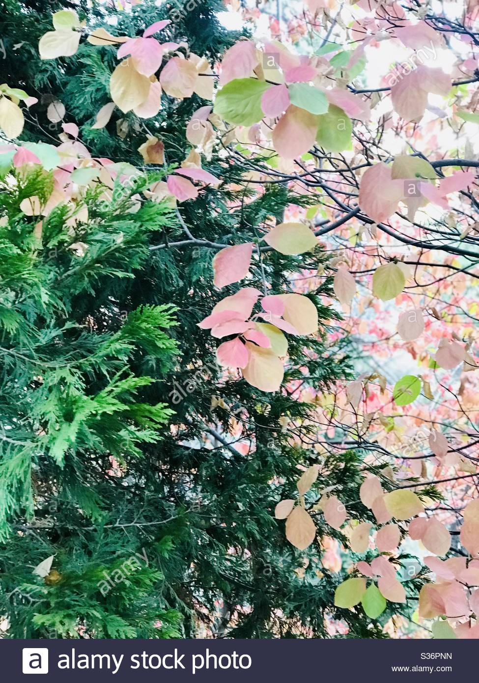 975x1390  Dogwood Tree Branch High Resolution Stock Фотография и изображения - Alamy