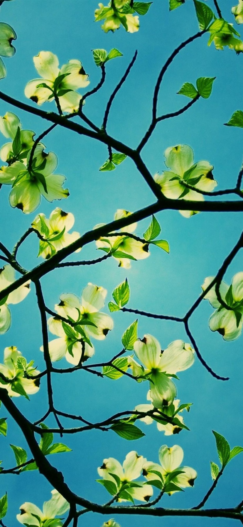 828x1792  Dogwood Tree Branch High Resolution Стоковые фотографии и изображения - Alamy