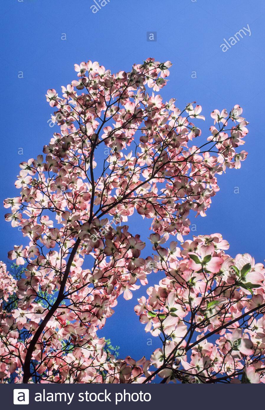 898x1390  HD обои: кизил дерево грузия закат страна сельская местность красивая | Wallpaper Flare