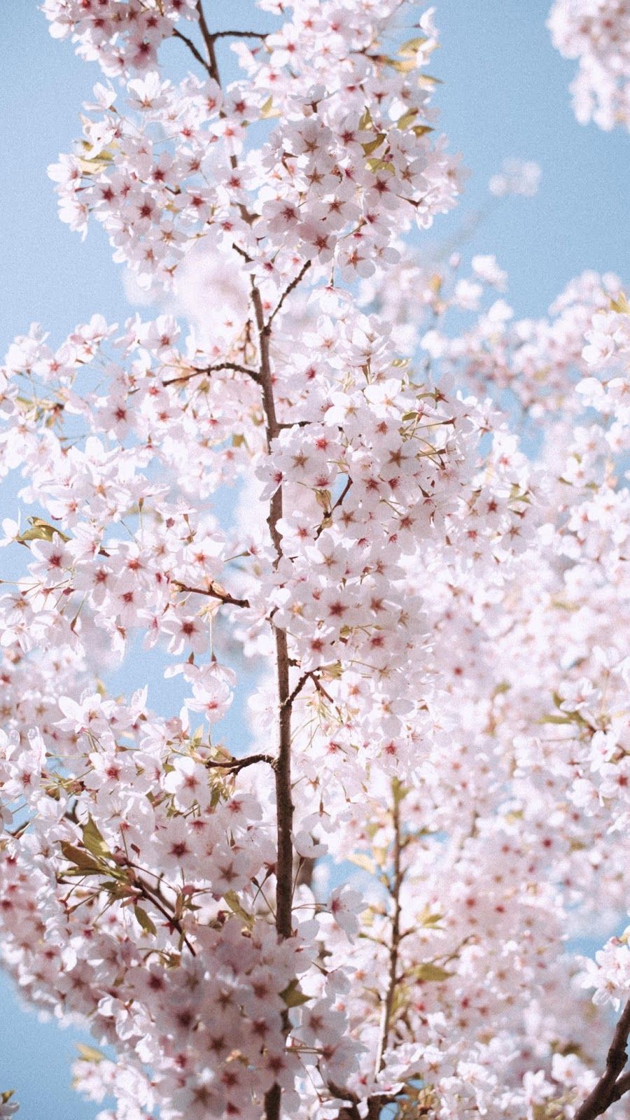 900x1600  Pink Trees In Bloom. Цветение абрикоса весной. Художественный фон. Фотография картинки, изображения и сток-фотография без роялти. Image 78648883 .