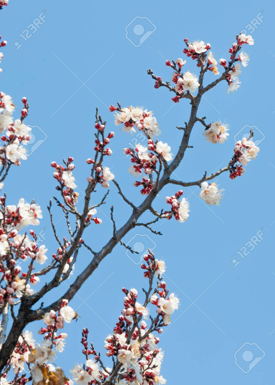 928x1300   американский кизил весенние цветы уличные деревья | Pikist