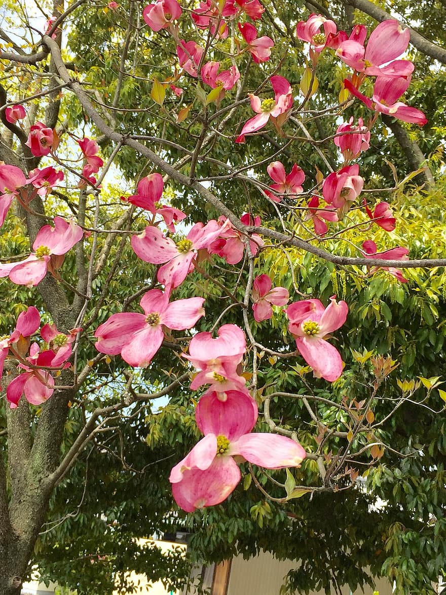 880x1173  Dogwood Tree Branch Фотография и изображения с высоким разрешением - Alamy