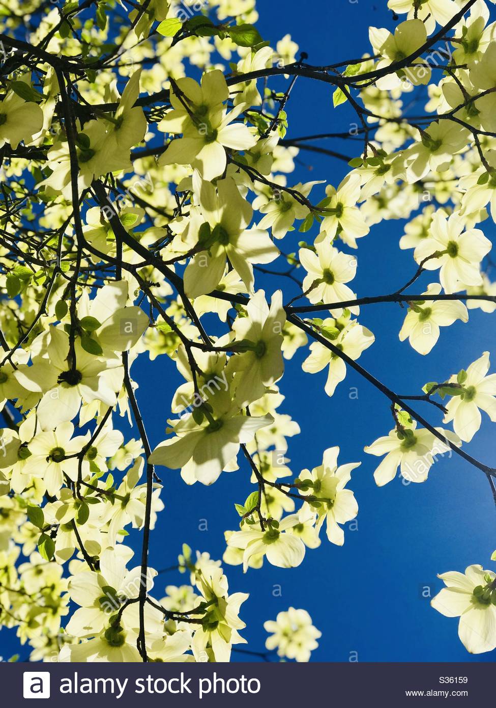 975x1390   ✅ [50+] Dogwood Tree - Android iPhone Desktop HD Backgrounds / Wallpapers (1080p 4k) (1280x1708) (2021) 