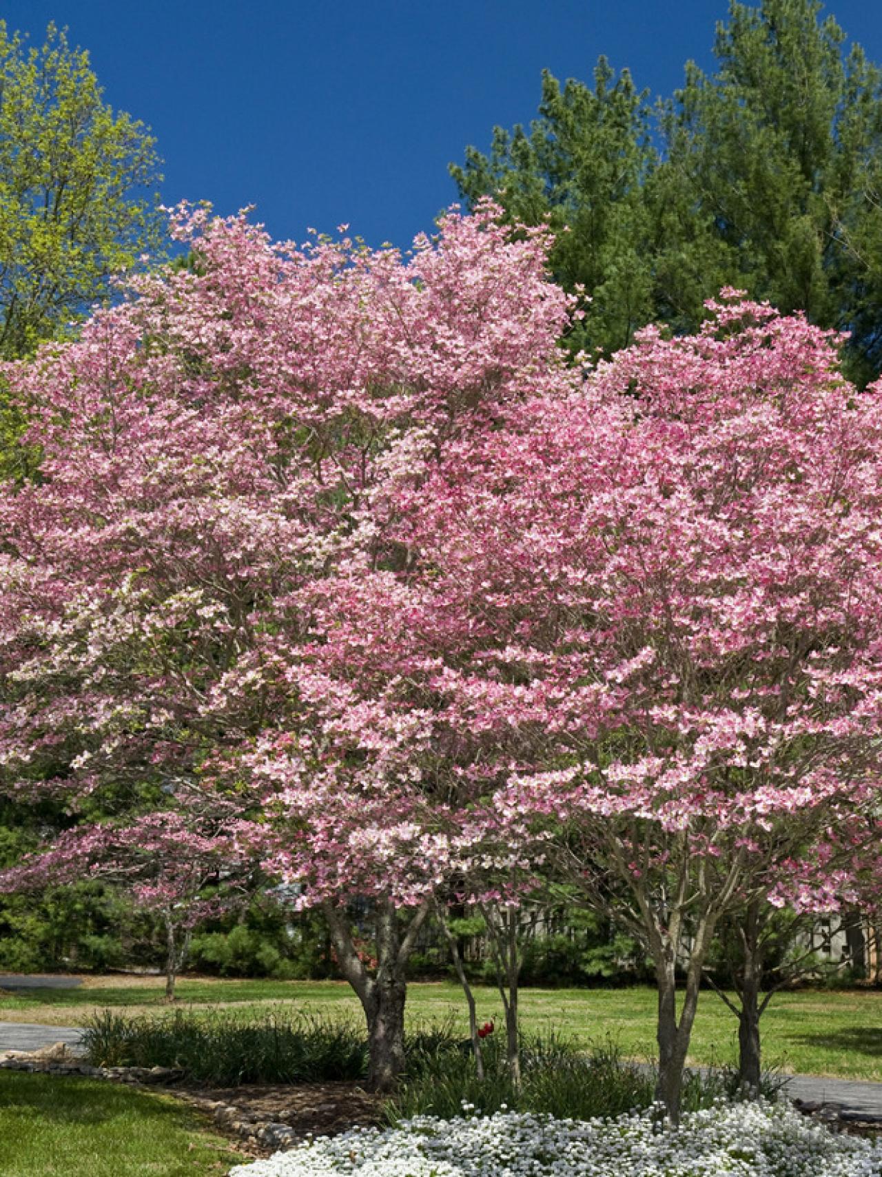 1280x1708  Dogwood Flowers Ultra HD Desktop Background Обои для 4K UHD TV: широкоэкранный \ u0026 UltraWide Desktop \ u0026 Ноутбук: планшет: Smartphone