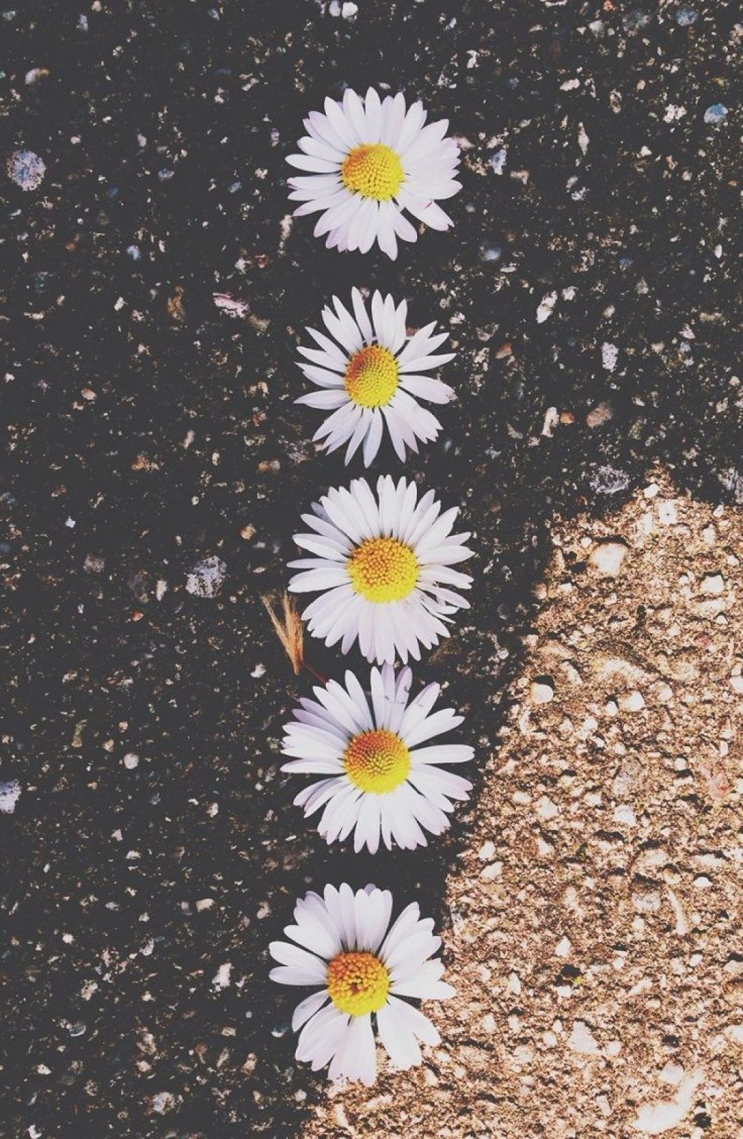 1080x1655   ✅ [25+] Hipster Daisy - Android iPhone Desktop HD Backgrounds / Wallpapers (1080p 4k) (1080x1655) (2021) 