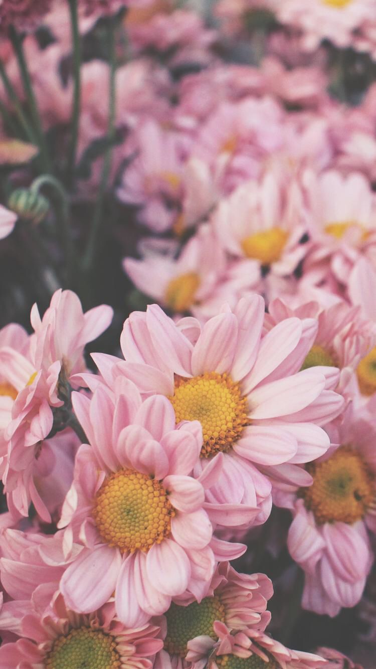 750x1334  Florecitas | Обои для рабочего стола с розовыми цветами Tumblr flower Phone wallpaper pink