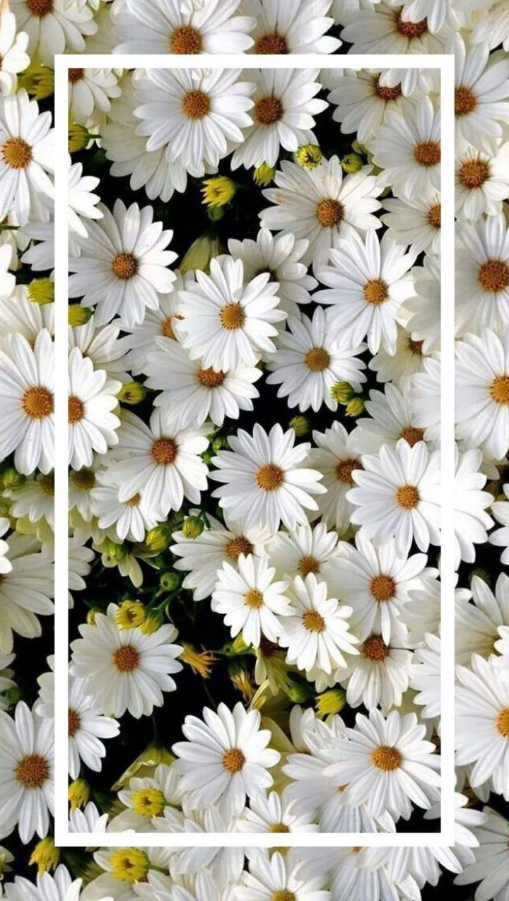 720x1275   Lock Screen Daisy Flower Wallpaper Iphone