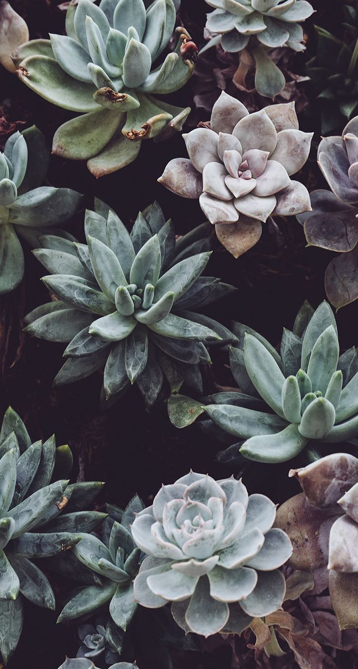 736x1377  Hipster Plants Wallpapers - Лучшие бесплатные фоны с хипстерскими растениями - WallpaperAccess
