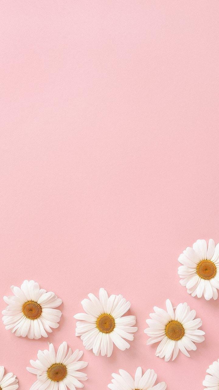 720x1280  Cute Daisy Wallpapers - Обои Cave