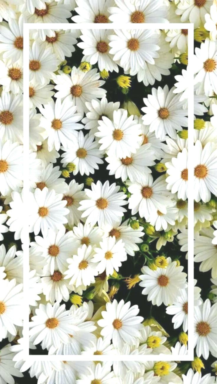 736x1303   Экран блокировки Дейзи Цветочные обои Iphone 