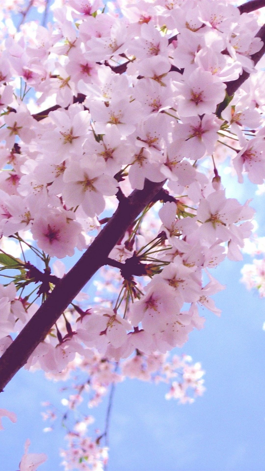 Фото весны красивые на заставку телефона. Черри блоссом. Черри блоссом цветет. Сакура черри блоссом. Черри блоссом цветок.