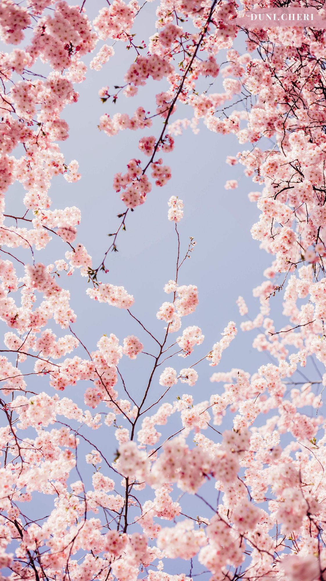 1122x1996  Home Screen Cherry Blossom Flower Wallpaper