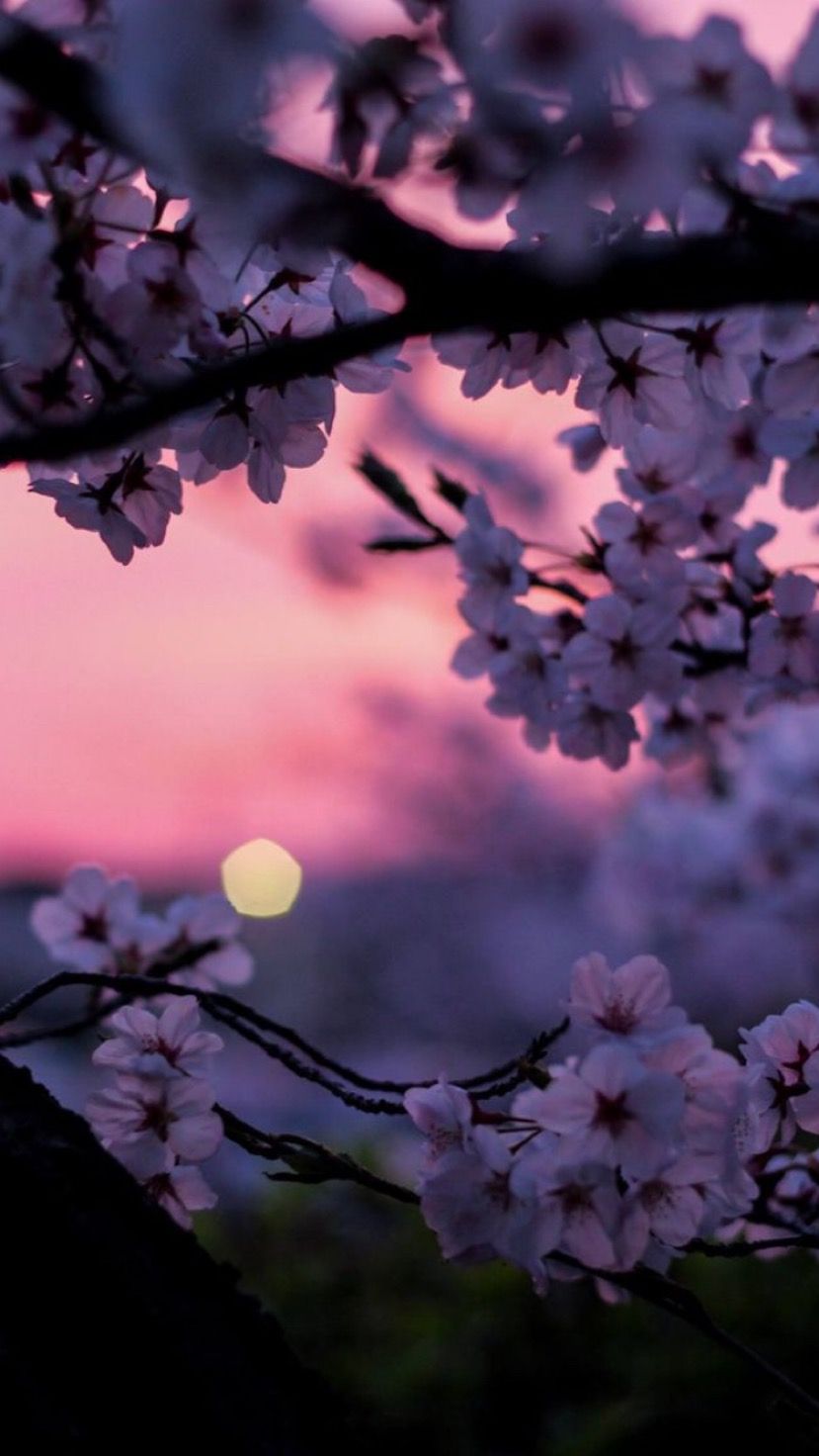 829x1472  Pin от Jialishlasantareyes на пппп в 2020 году | Вишневый цвет обои Вишневый цвет обои iphone Красивые пейзажи 