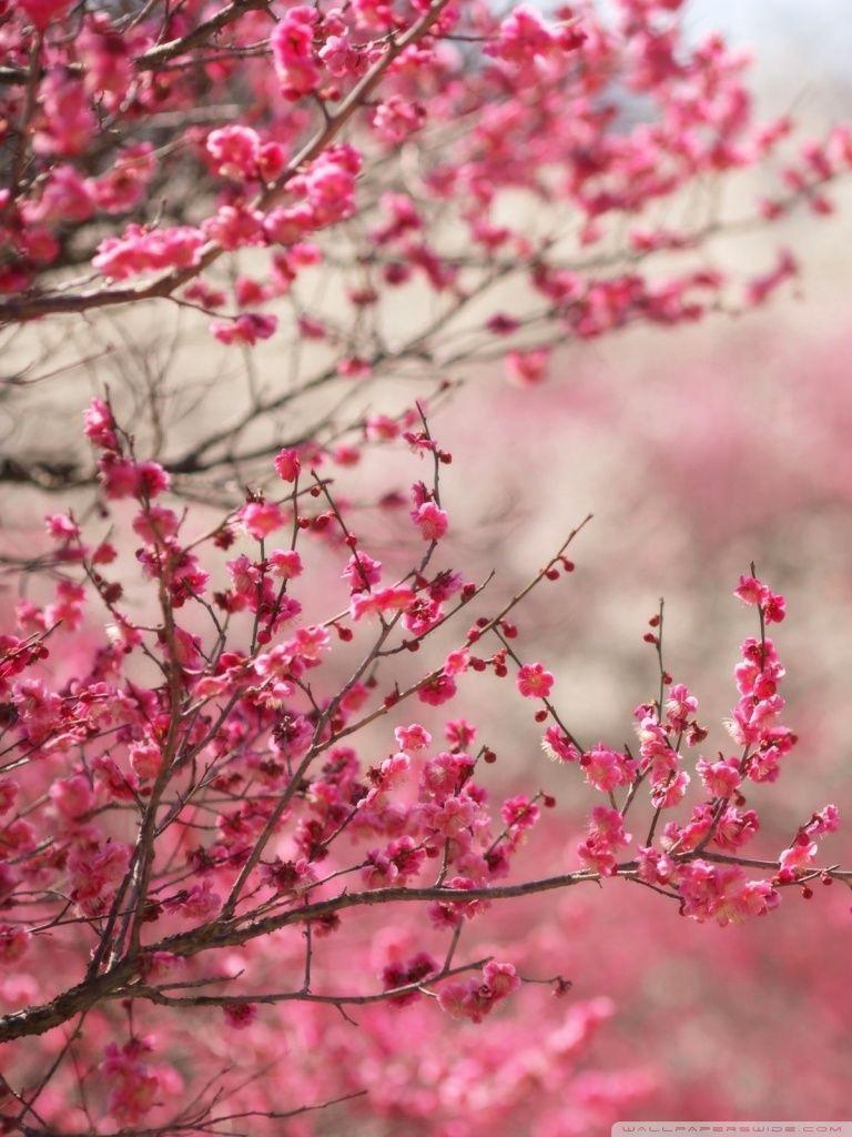 768x1024  Sakura Wallpapers For Phone - Wallpaper Cave