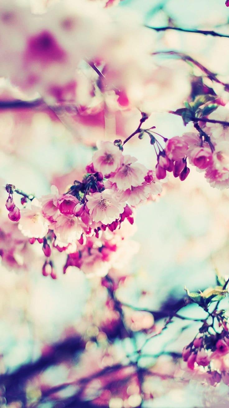 736x1308   весенние живые обои для android. Весенние HD обои (iPhone и Android) скачать бесплатно. Spring space phone wallpaper