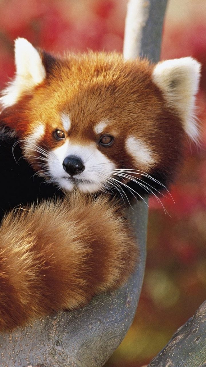 720x1280 contoh soal hukum kekekalan momentum: Baby Panda Wallpaper Hd For Mobile 