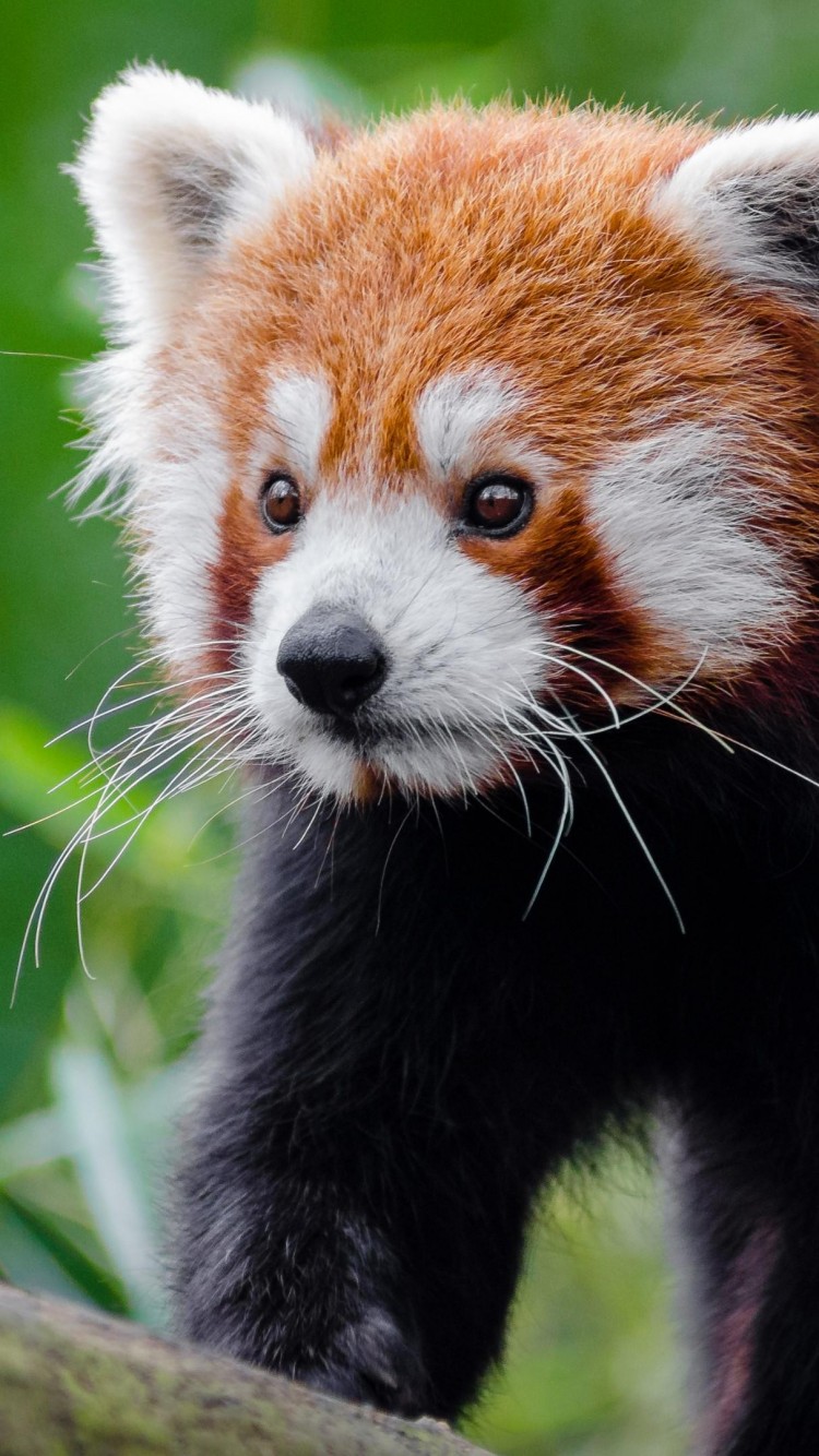 750x1334 Panda Background Бесплатное изображение | HD Wallpaper Backgrounds «