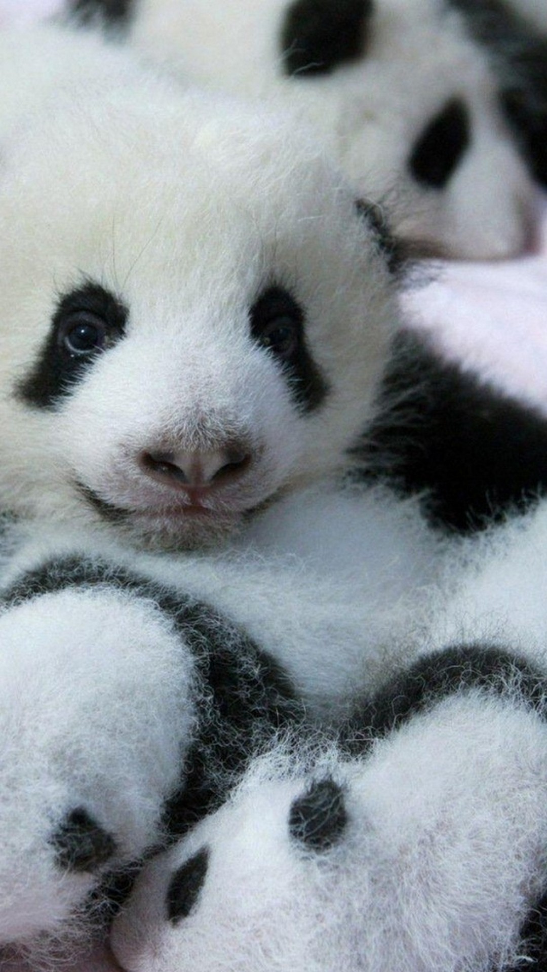 1080x1920 »? Обои с медведями Pocky panda | (140931)« 