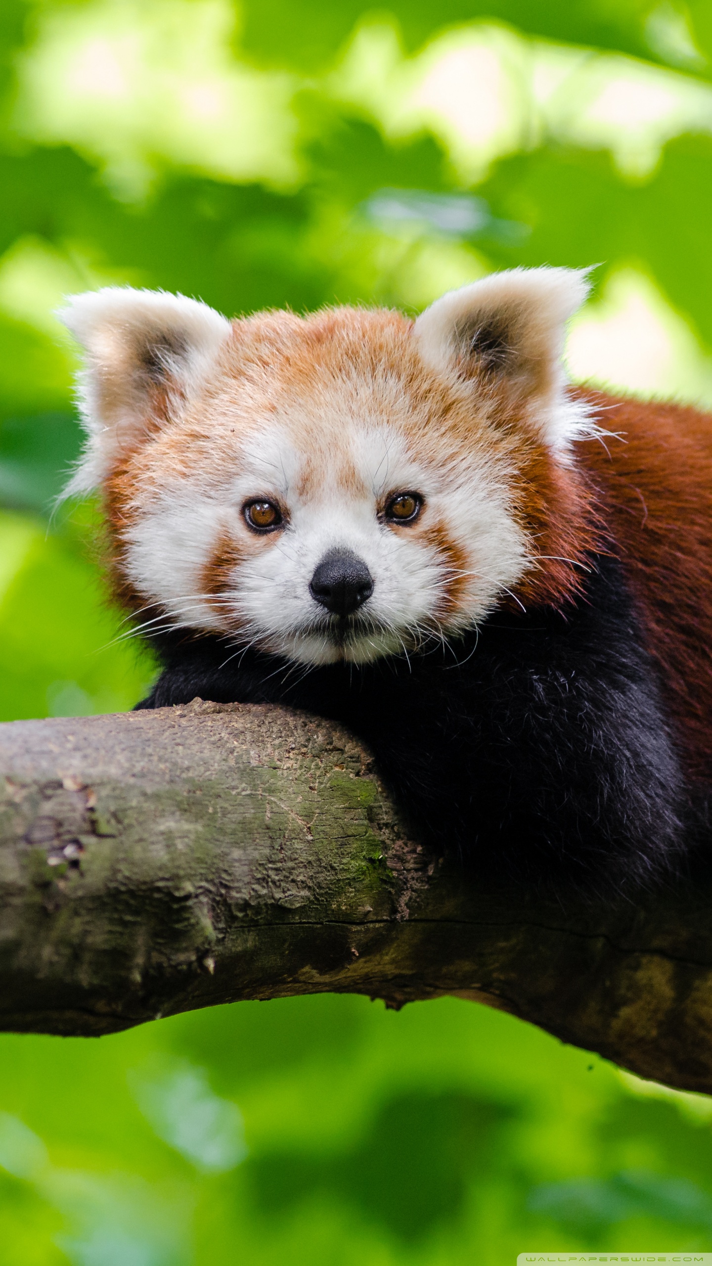 1440x2560 74+ Panda iPhone 