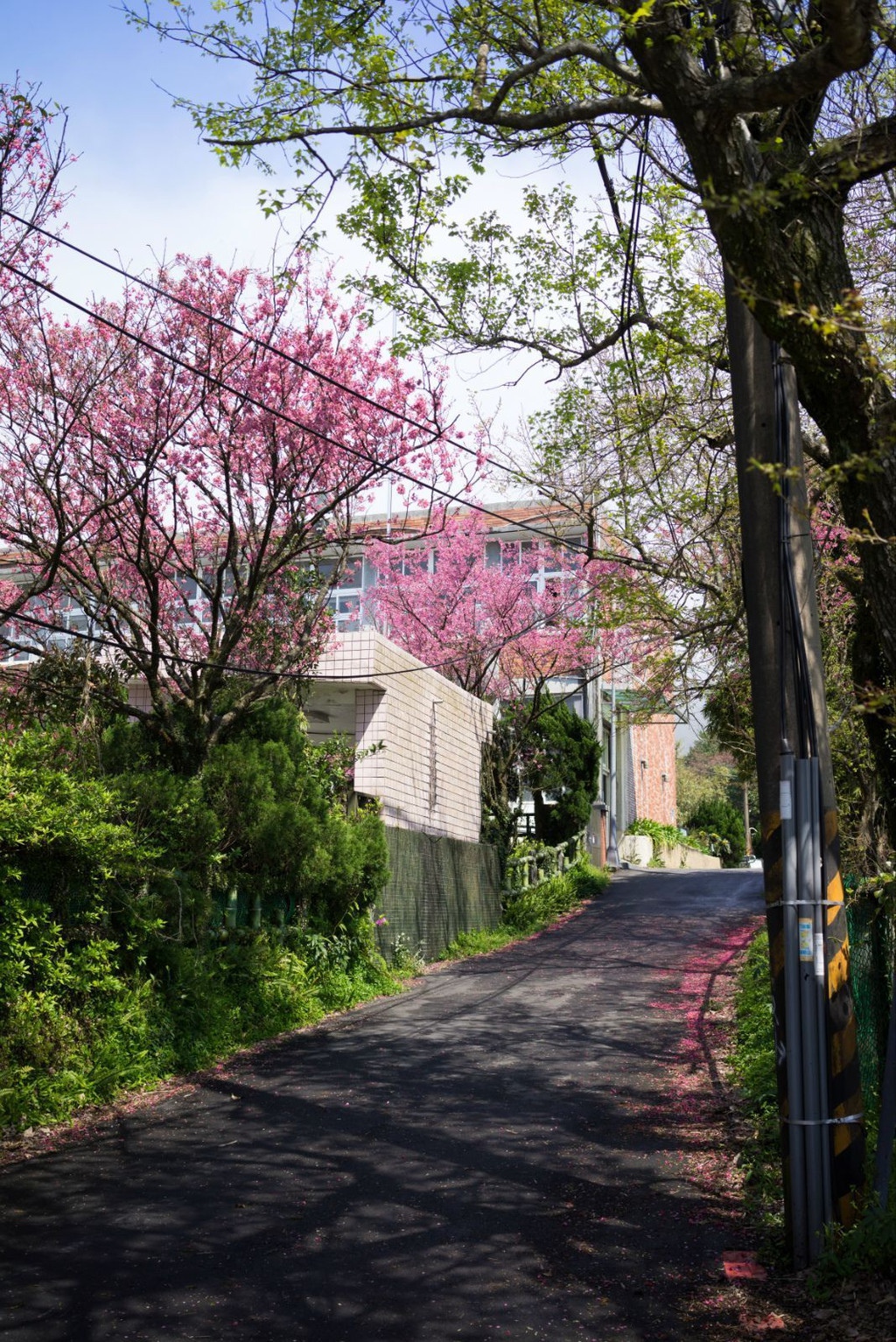 1024x1534   Обои для мобильного телефона пять сантиметров в секунду (Страница 1) - Line.17QQ.com 