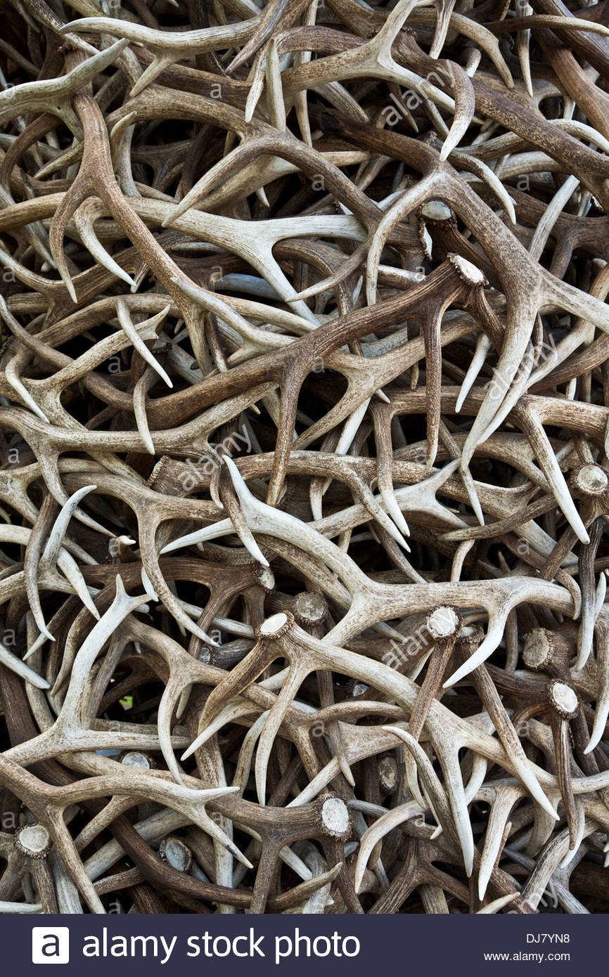 866x1390   Крупный план оленьих рогов в сливающихся абстрактных обоях с рисунком Фото - Alamy