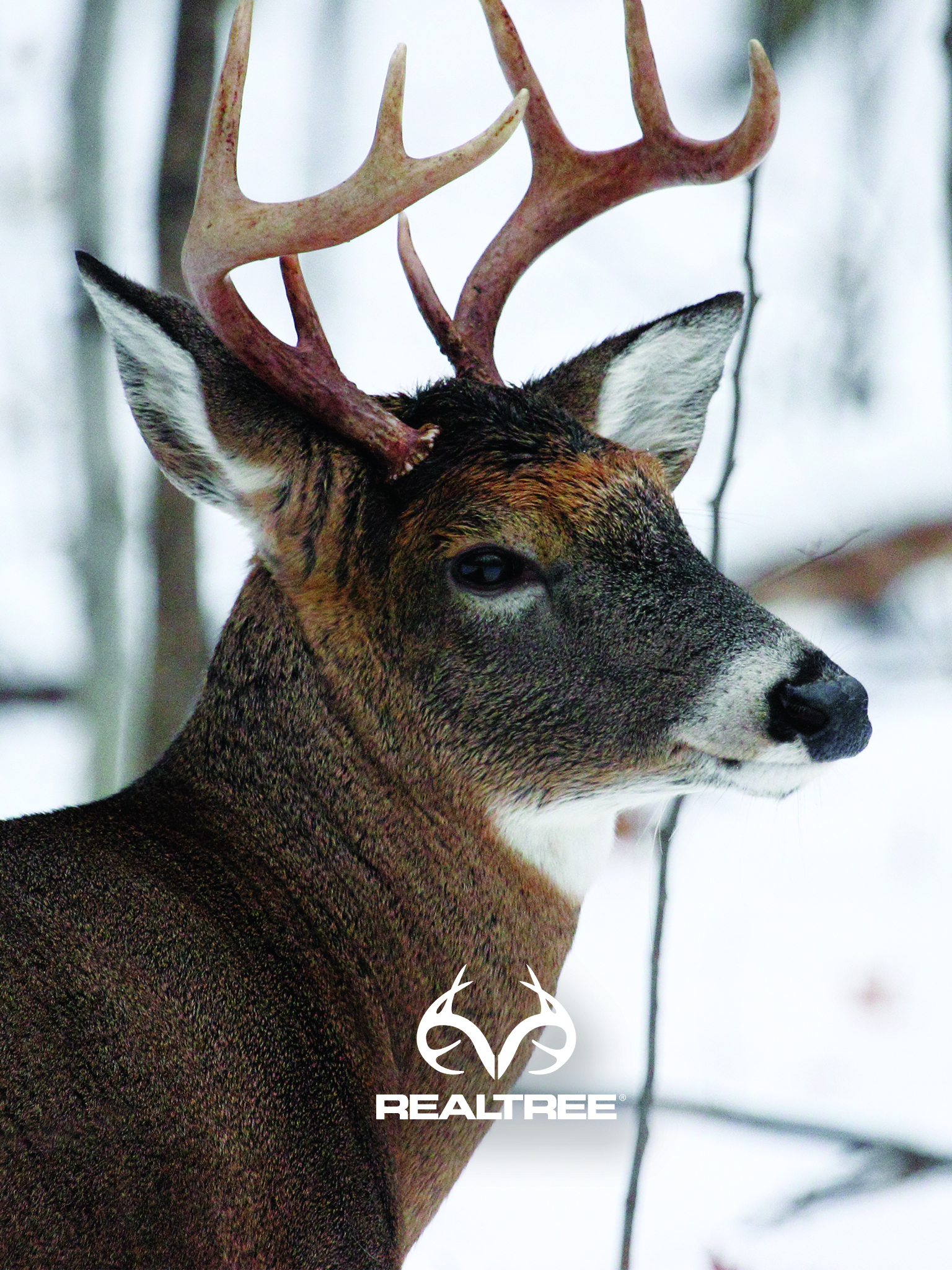 1536x2048  Antler Arches Photos - Бесплатные и роялти-фри фотографии из Dreamstime